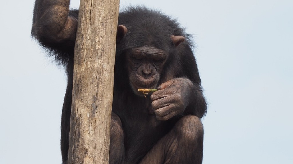 Cara Membuat Cimpanzi Daripada Tanah Liat
