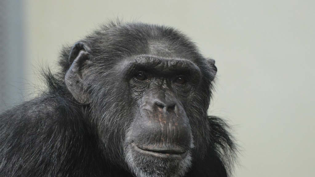 Adakah Manusia Mempunyai DNA Cimpanzi