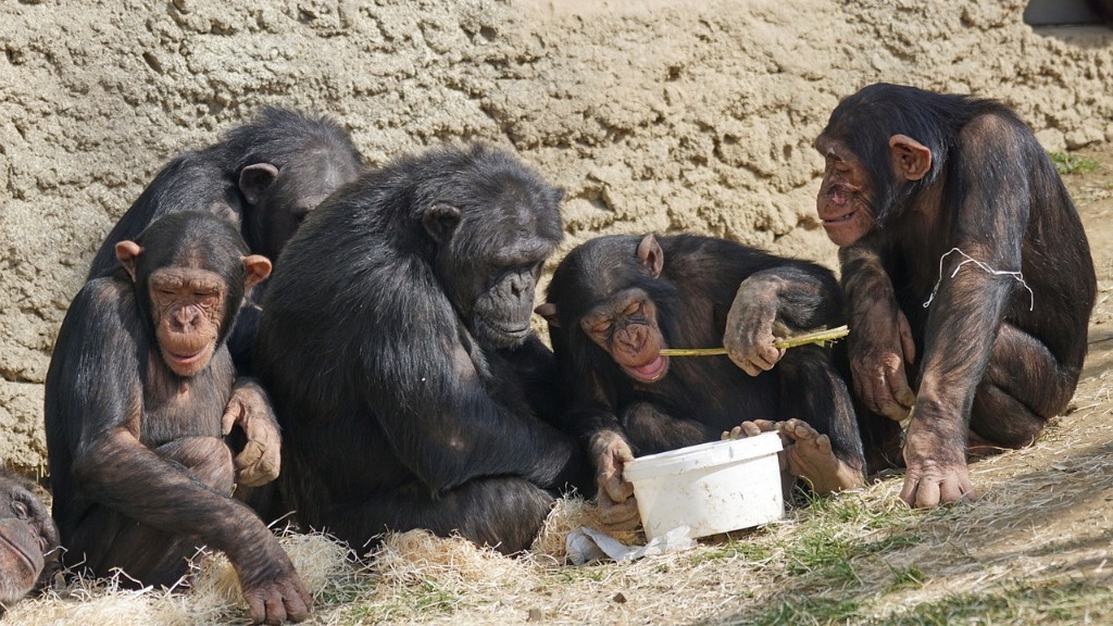 Bagaimana Cimpanzi Makan Pisang