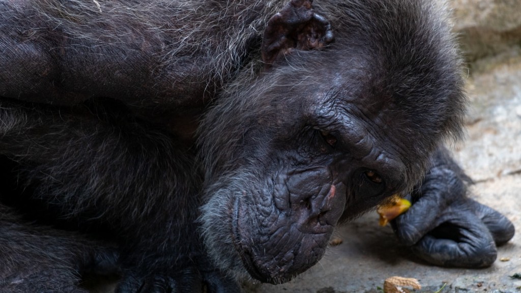 Adakah Cimpanzi Agresif