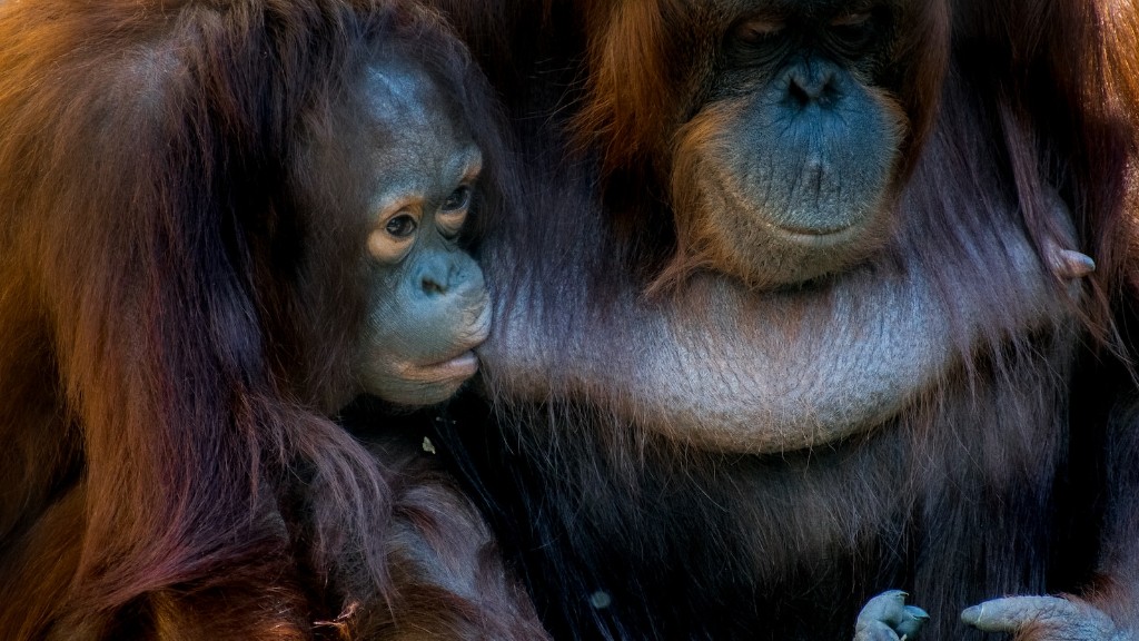 Adakah Planet Haiwan Mengatakan Pus Orangutan